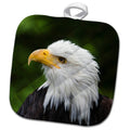 3dRose Danita Delimont - Bird of Prey - Raptor Center, Sitka, Alaska. Close up of a Bald Eagle. - Potholders (PHL_229441)
