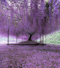 10 Purple Wisteria Cuttings Unrooted | Hardy Fast-Growing Vine | Flowering Climber for Trellis, Fence, Pergola | Wisteria sinensis