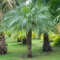 5 Pygmy Date Palm Seedlings (Phoenix roebelenii) | 3–5" Starter Plants | Dwarf Palm | Tropical Landscape | Indoor or Outdoor