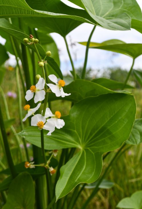 Sagittaria Latifolia Seeds (100) Broadleaf Arrowhead – Native Aquatic Plant, Duck Potato, Pond & Wetland Garden