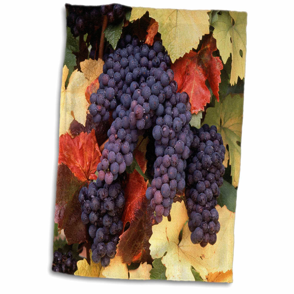 3dRose USA, Oregon, Willamette Valley, Pinot Noir Grape, Close-up. - Towels (twl-192028)