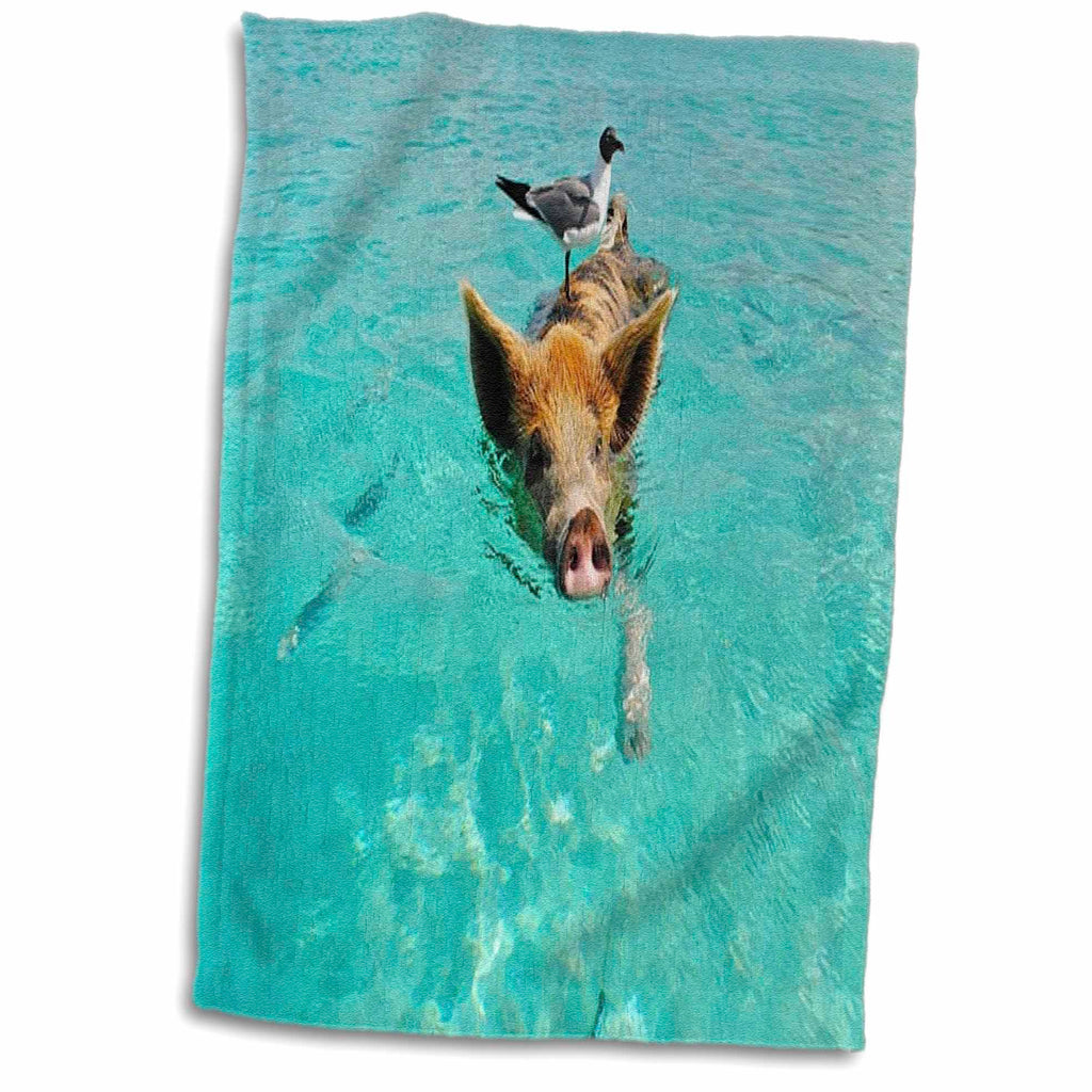 3dRose Print of Swimming Pig in Staniel Cay Bahamas