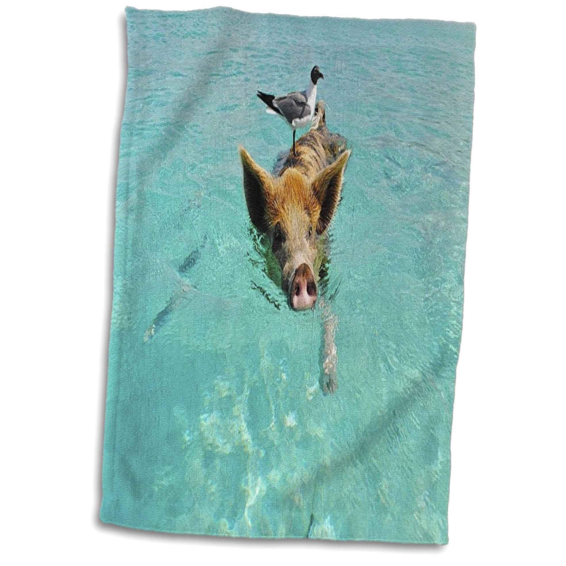 3dRose Print of Swimming Pig in Staniel Cay Bahamas