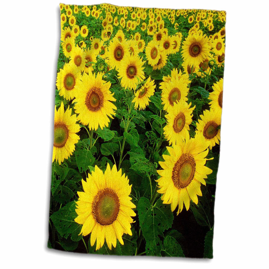 3dRose RinaPiro - Flowers - Sunflower Field. Yellow Flowers. Popular Image. - Towels (twl-218239)