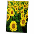3dRose RinaPiro - Flowers - Sunflower Field. Yellow Flowers. Popular Image. - Towels (twl-218239)