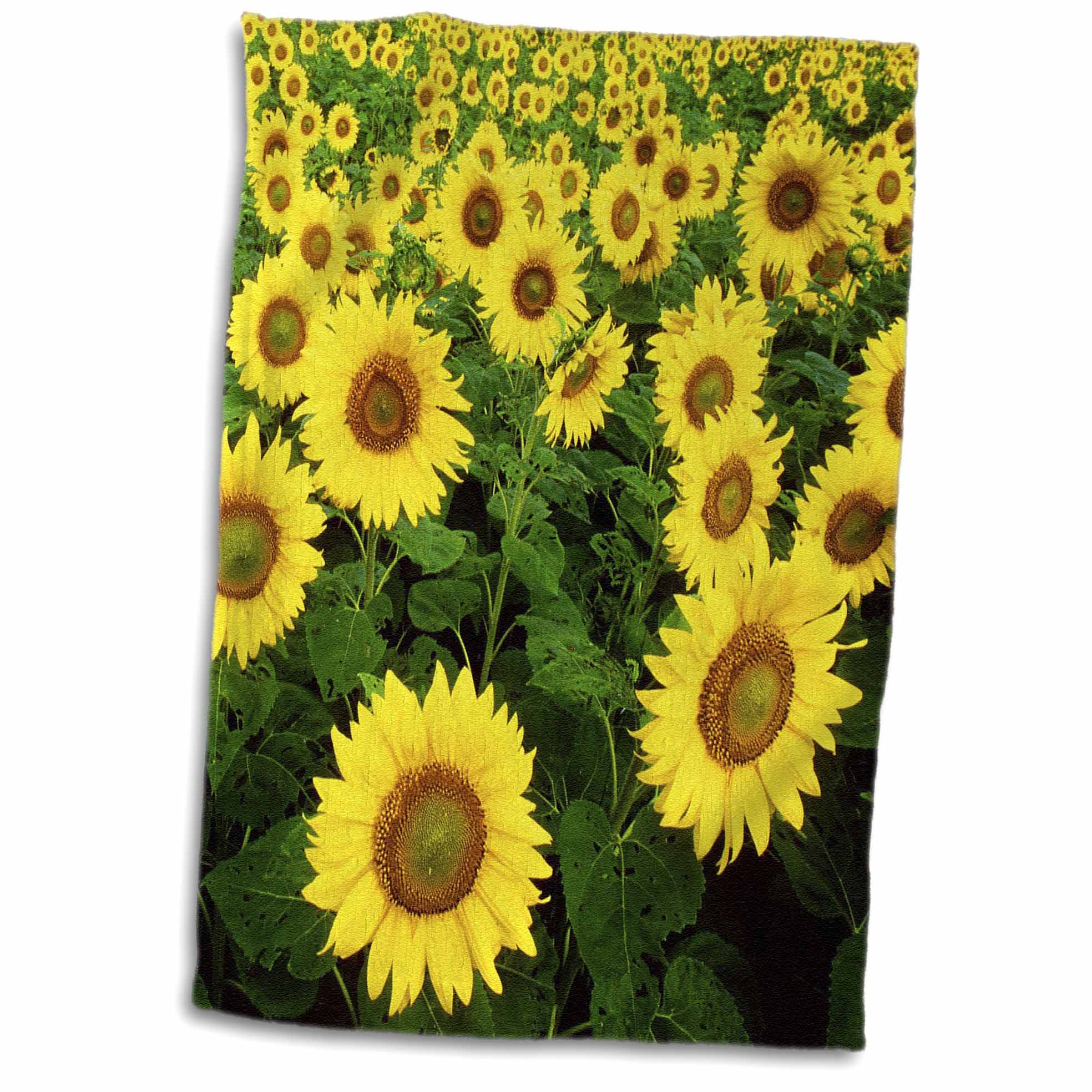 3dRose RinaPiro - Flowers - Sunflower Field. Yellow Flowers. Popular Image. - Towels (twl-218239)