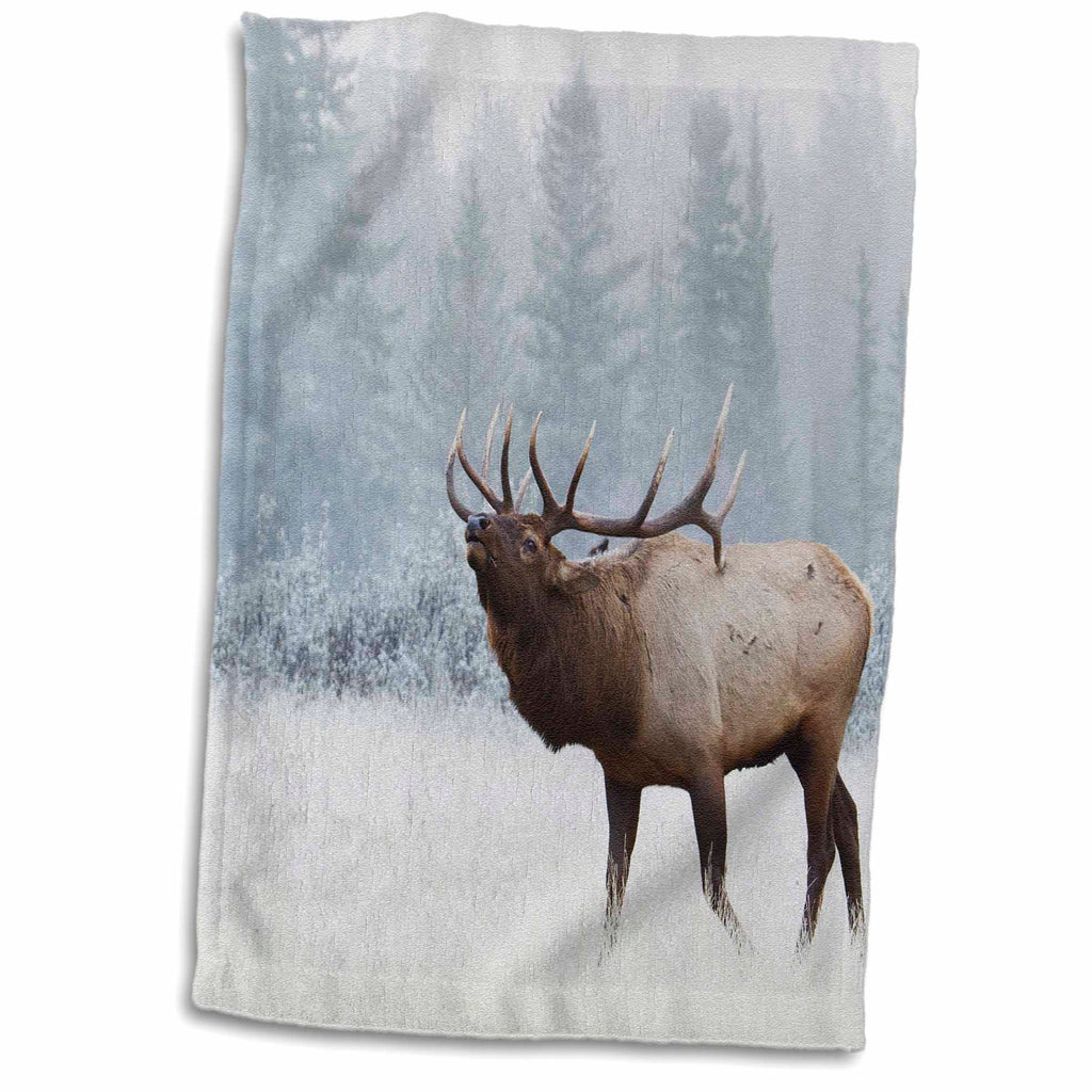 3dRose Danita Delimont - Deer - Bull Elk Bugling - Towels (twl-228440)