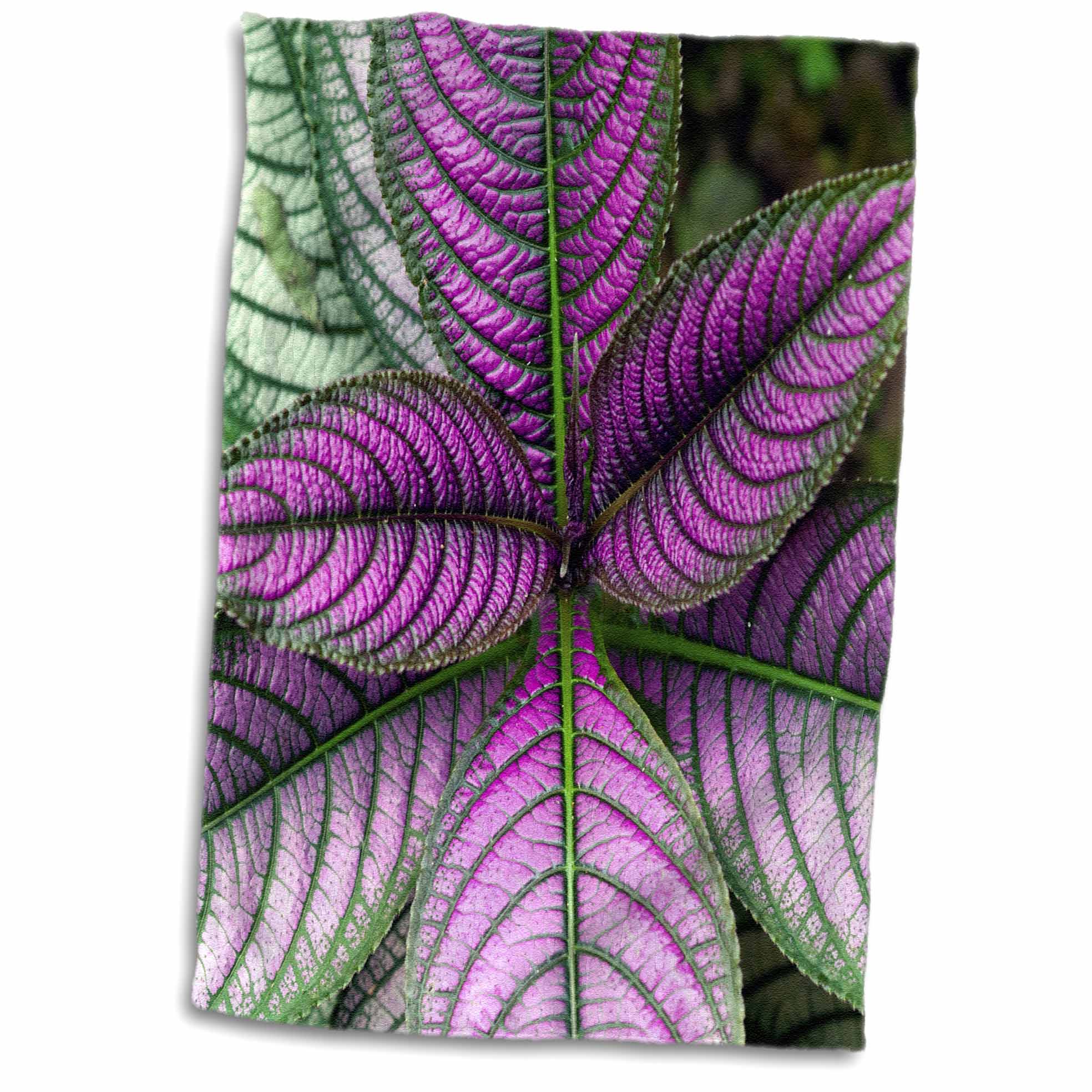 3dRose Image of a Persian Shield Plant, Strobilanthes dyerianus, Costa Rica - Towels (twl-229307)
