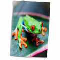 3dRose Danita Delimont - Frogs - Red Eyed Tree Frog on Leaf, Costa Rica - Towels (twl-229312)