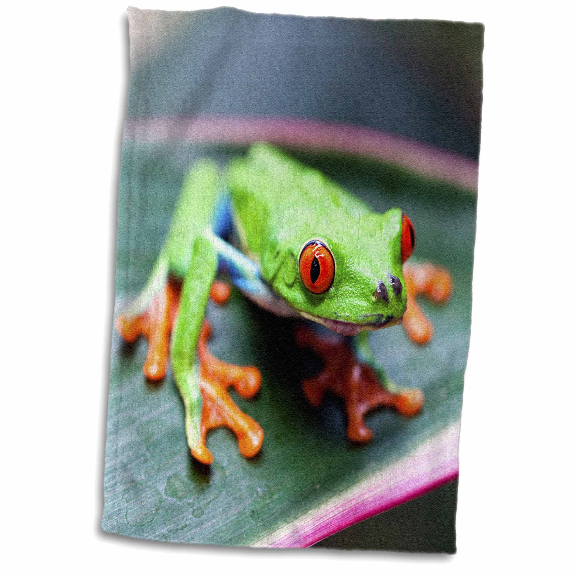 3dRose Danita Delimont - Frogs - Red Eyed Tree Frog on Leaf, Costa Rica - Towels (twl-229312)