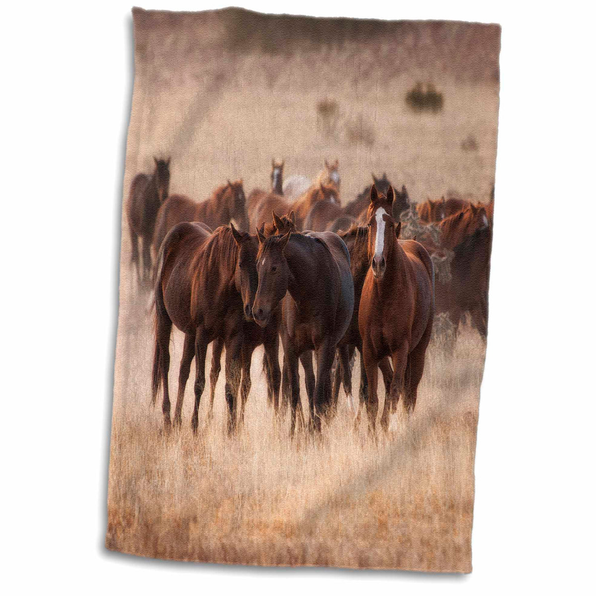 3dRose Danita Delimont - Animal - Herd of Horses in Dry Grasses of New Mexico - Towels (twl-231297)