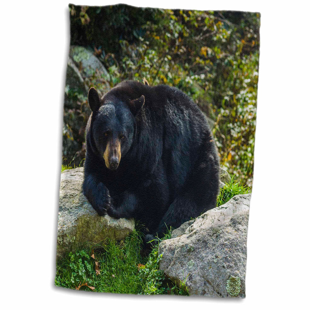 3dRose North Carolina, Grandfather Mountain State Park, Black Bear - Towels (twl-231430)