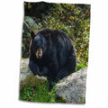 3dRose North Carolina, Grandfather Mountain State Park, Black Bear - Towels (twl-231430)