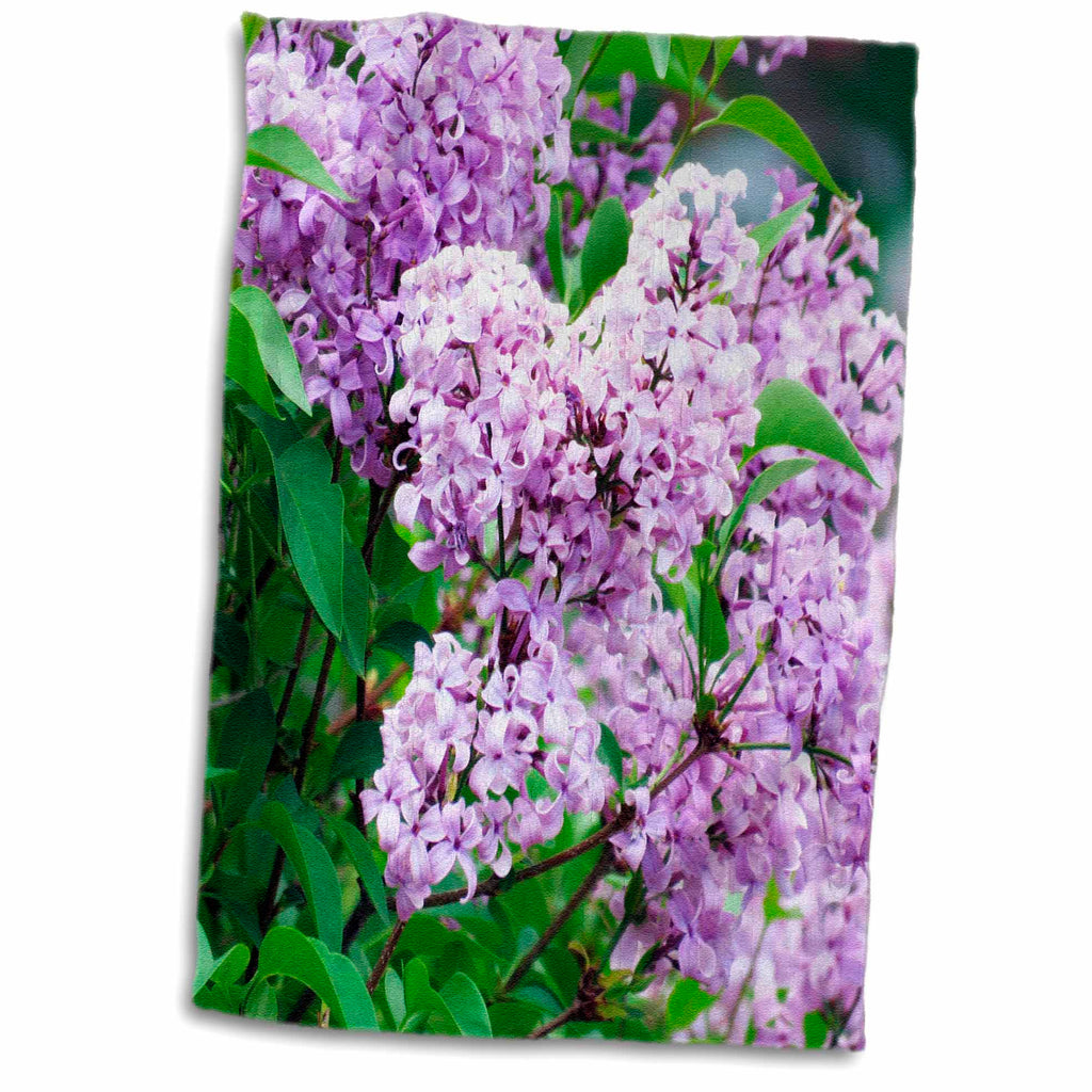 3dRose A Close Up of A Very Beautiful Lilac Bush with Shaded Purple