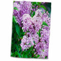 3dRose A Close Up of A Very Beautiful Lilac Bush with Shaded Purple