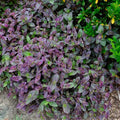 Tradescantia ‘Pale Puma’ – 5 Unrooted Fuzzy Plant Cuttings | Soft Variegated Houseplant | Easy to Root Indoor Starter Plant