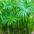Live Dwarf Umbrella Palm (Cyperus alternifolius gracilis) Tropical Marginal Pond Plant | Hardy Bareroot Water Garden Plant