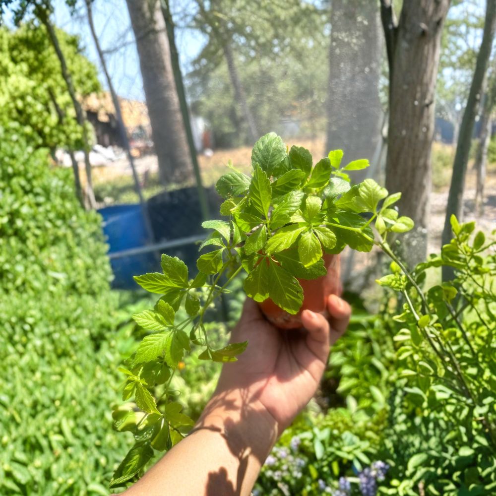 Organic Jiaogulan Live Plants - Immortality Herb - Gynostemma pentaphyllum - Set of 3 Rooted Plants