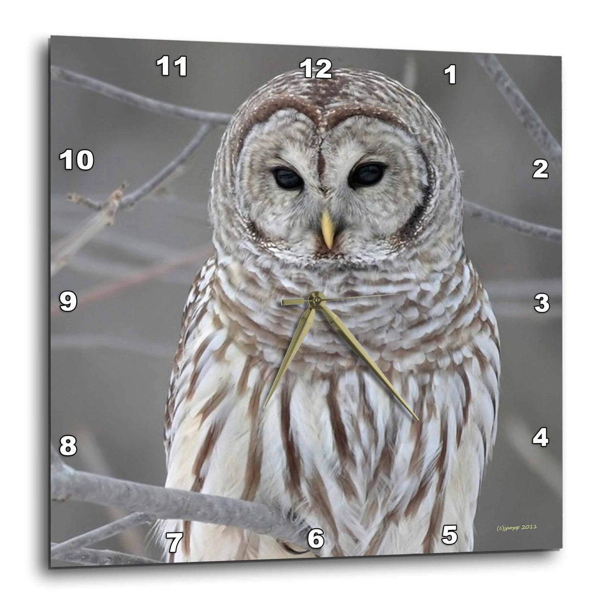 3dRose Jackie Popp Nature N Wildlife Birds - Barred Owl - Wall Clocks (DPP_21195)