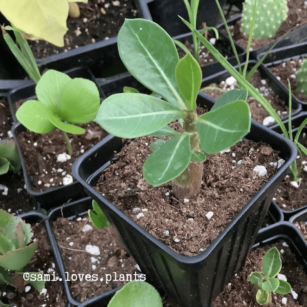 Adenium Obesum 'Desert Rose' Seeds