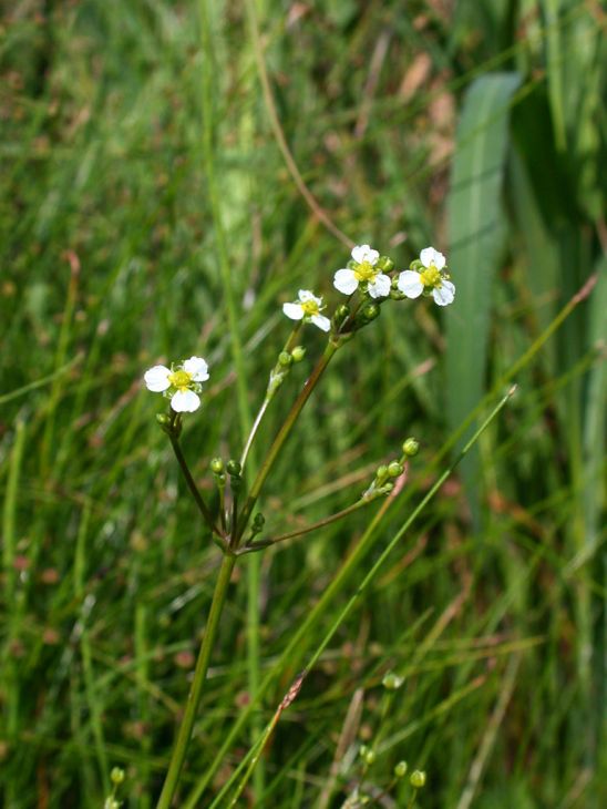 300 Alisma triviale Seeds | Large-Flowered Water Plantain | Native Wetland Perennial | Pollinator & Wildlife Friendly