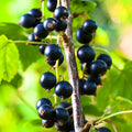 Black Currant Cuttings 8–10 Inches (8 pcs) – Ribes nigrum, Cassis Fruit Bush, Hardy Berry Plant for Propagation