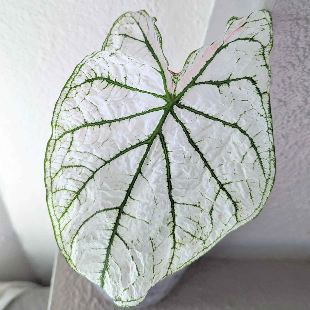 Caladium Mix Bulbs