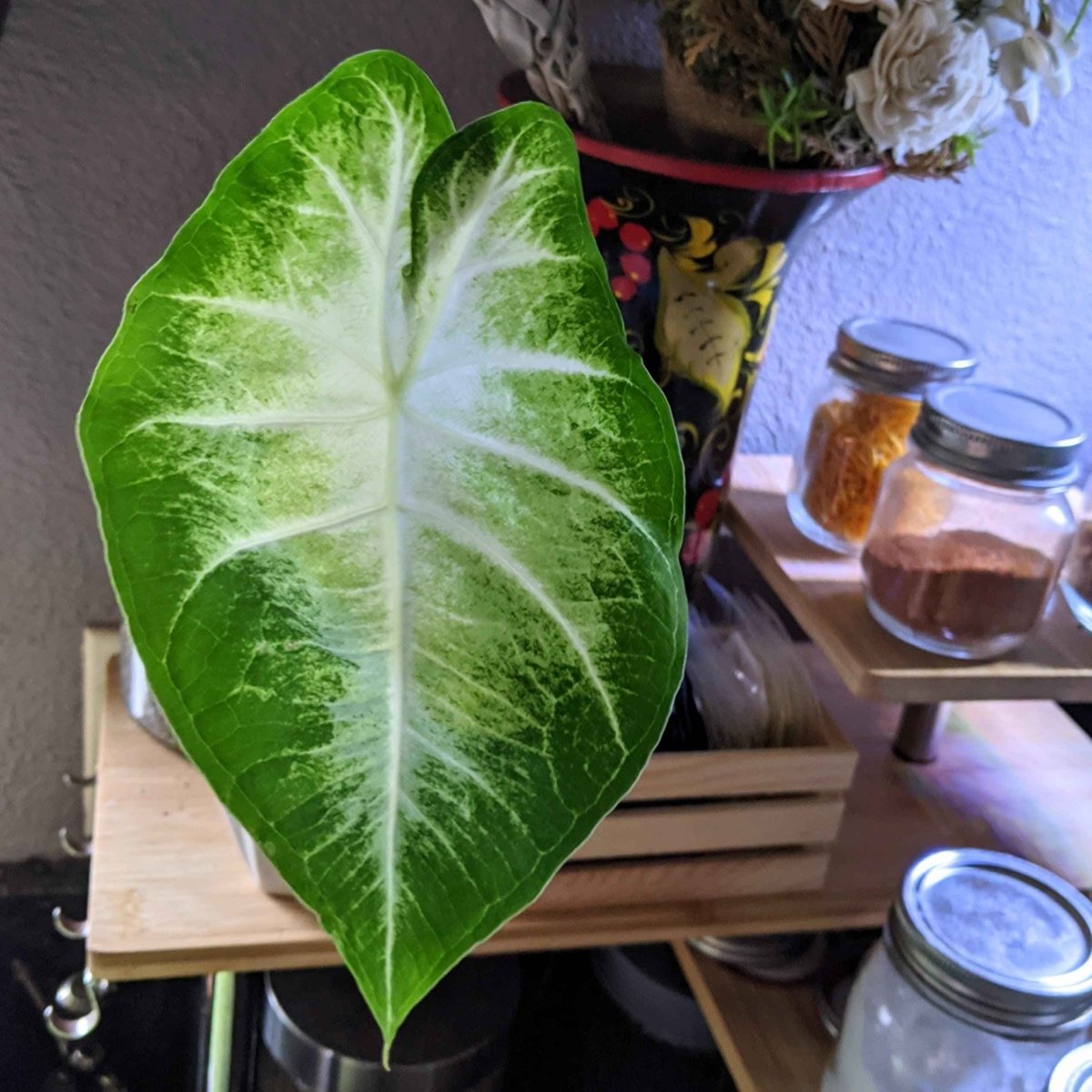 Caladium Mix Bulbs