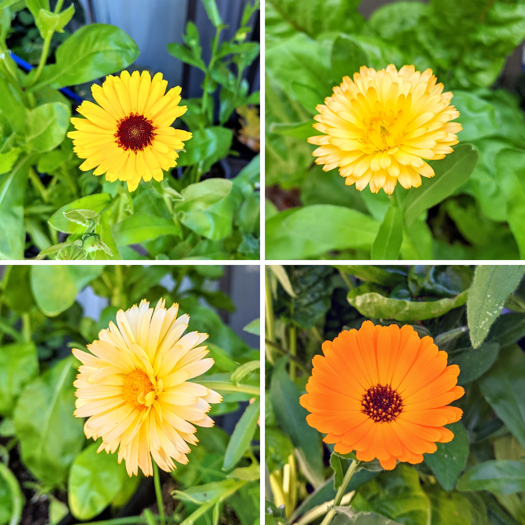 Calendula Seeds