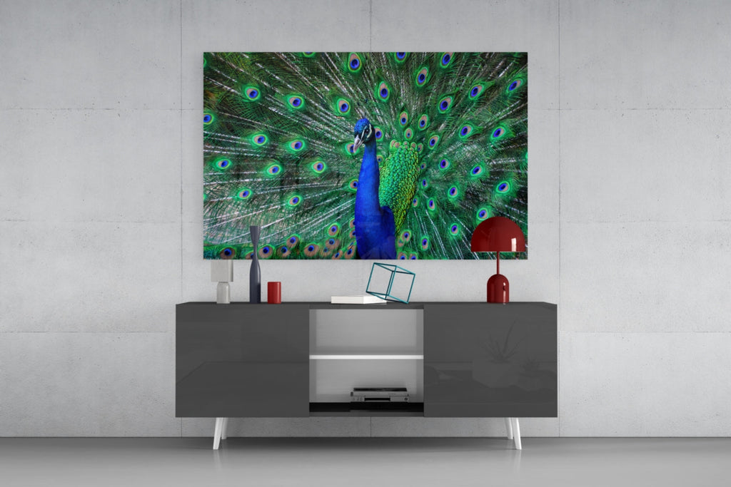 Peacock Fanned Tail Display Glass Wall Art