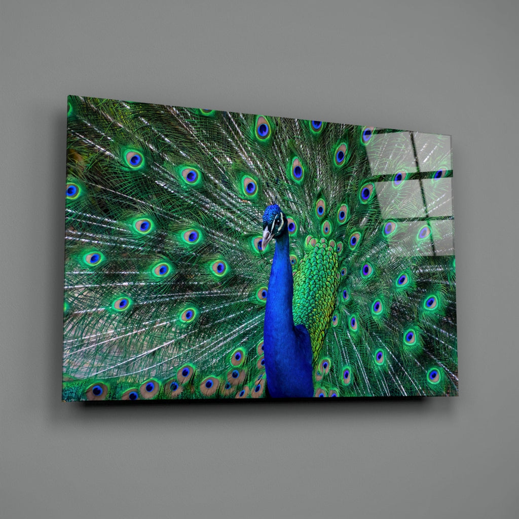 Peacock Fanned Tail Display Glass Wall Art