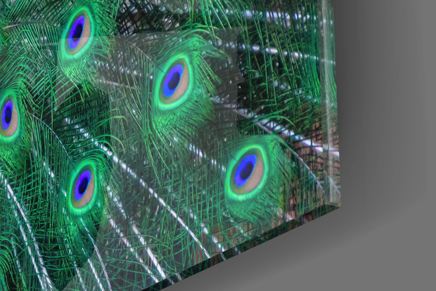 Peacock Fanned Tail Display Glass Wall Art
