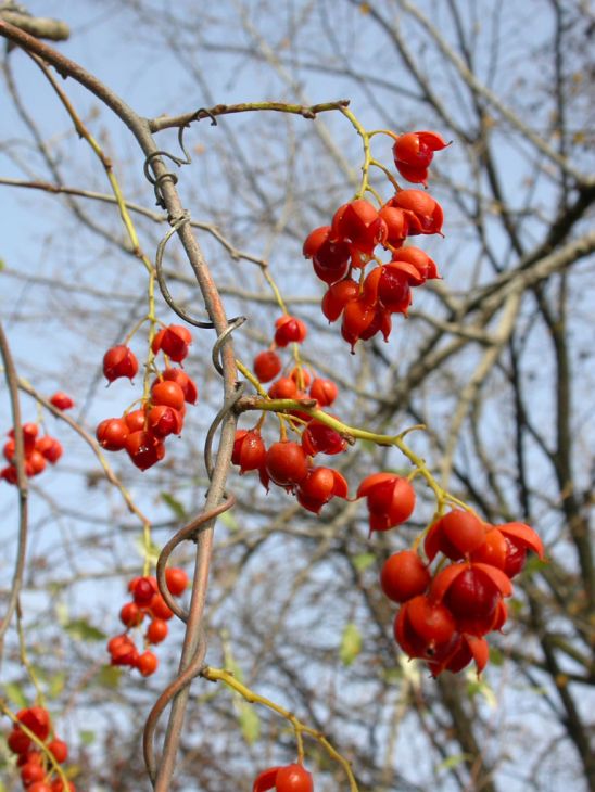 30 Celastrus scandens Seeds | American Bittersweet | Native Climbing Vine | Ornamental Berry & Wildlife Plant
