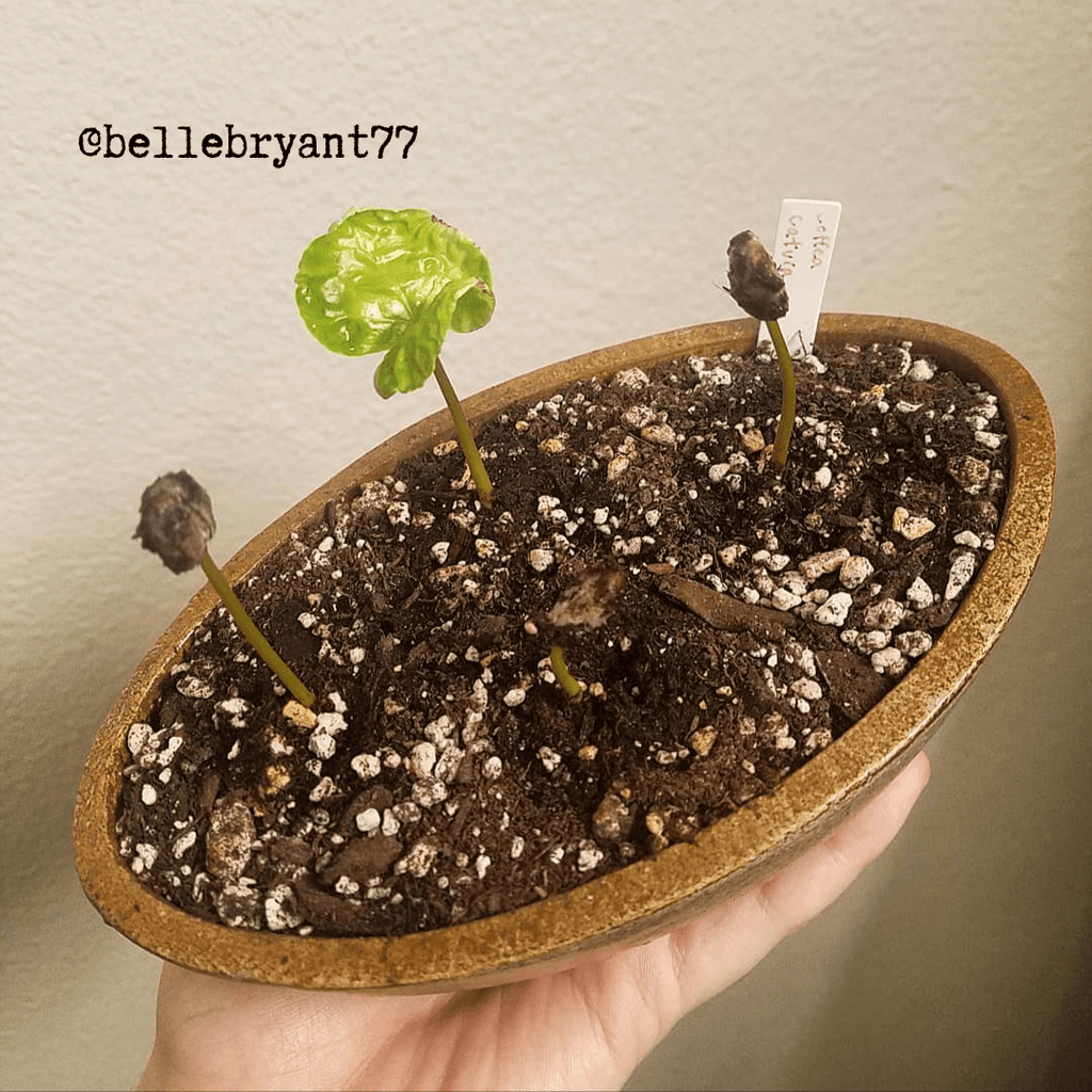 Coffea 'Coffee Plant' Seeds