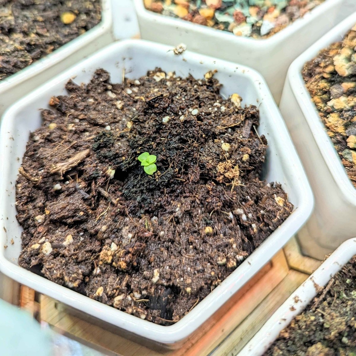 Echeveria Mix Seeds