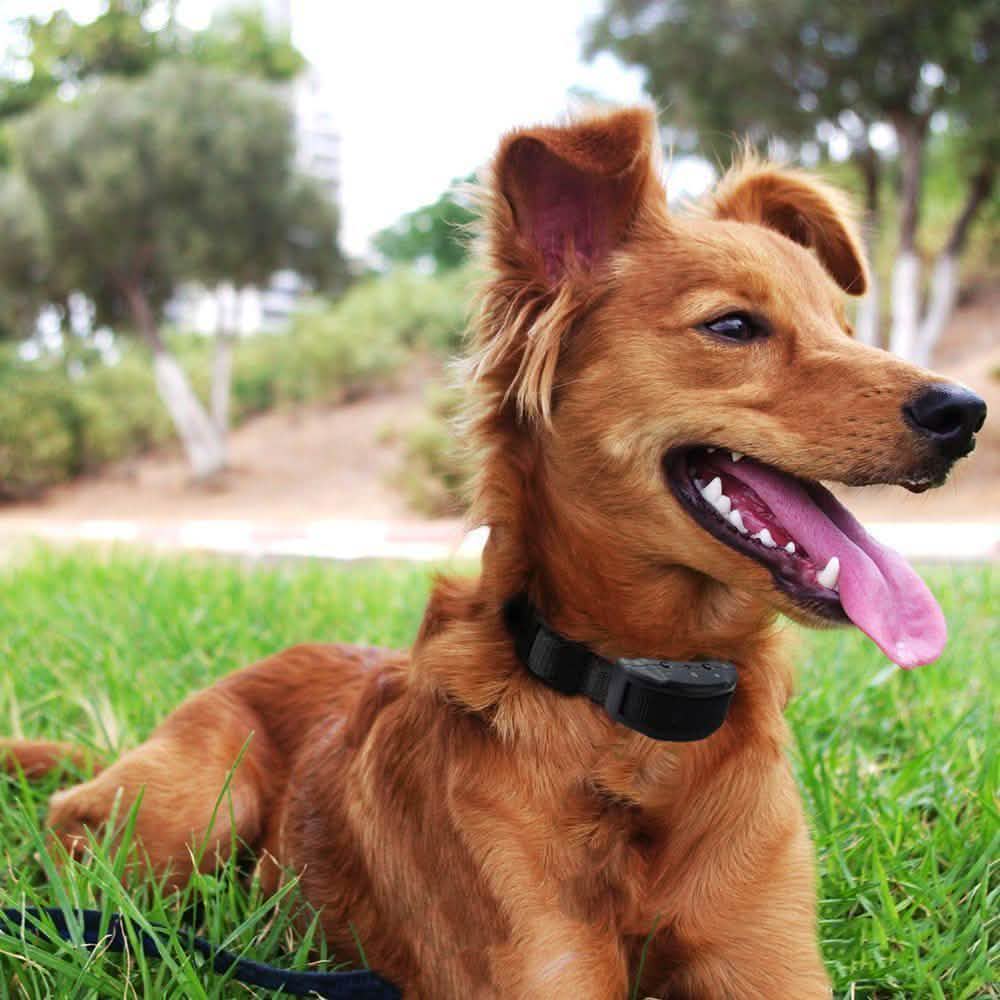 Electric Pet Dog Anti-Bark Training Collar Safe Tone Shock Control Adjustable