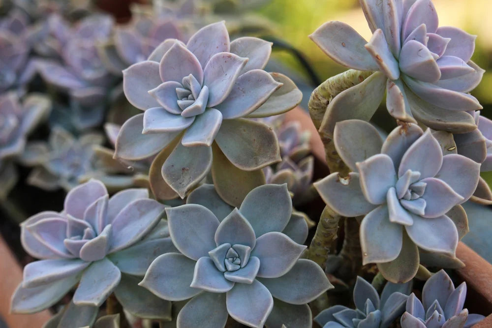 2 Echeveria Ghost Plant Cuttings – Unrooted Succulent Stems for Propagation – Graptopetalum Paraguayense – Easy Indoor Plant