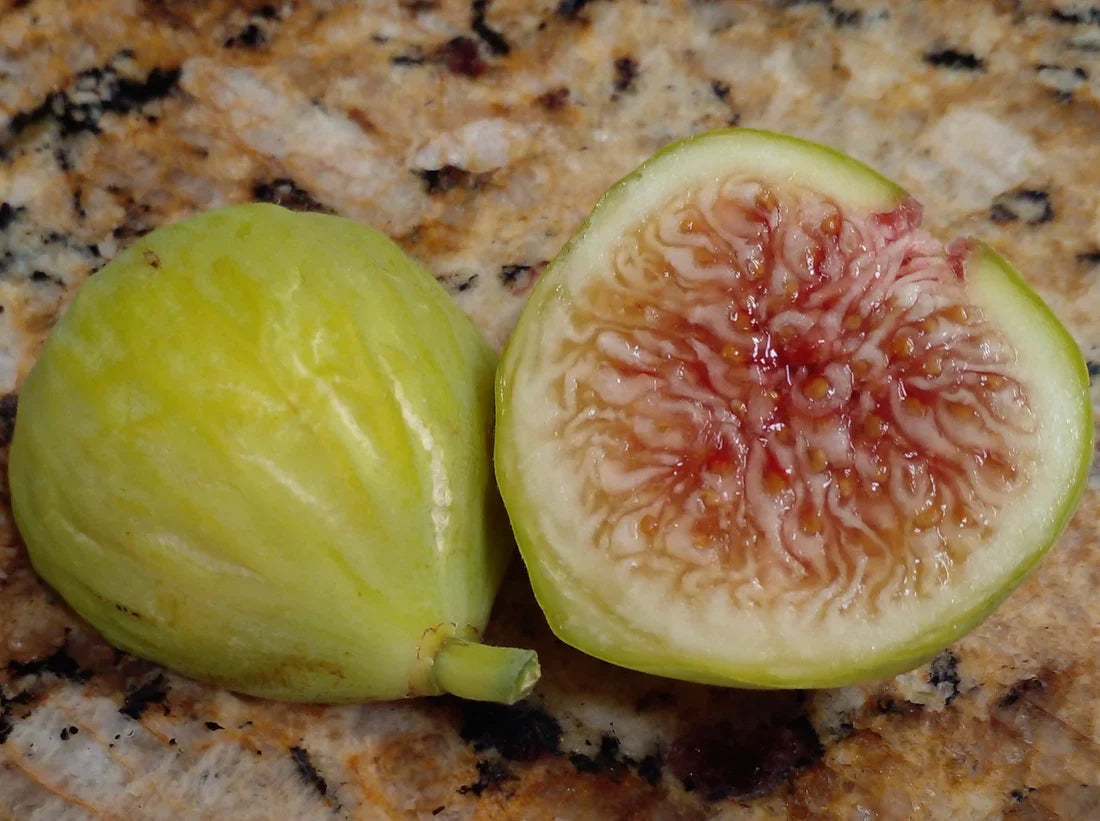 Sicilian White Fig Cutting - 3+ Nodes, 8"+ Long | Ficus carica - Italian Heirloom, Sweet White Fig Tree for Propagation or Grafting