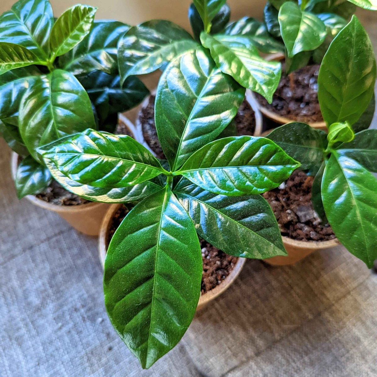 Grow a Coffee Plant Seed Kit
