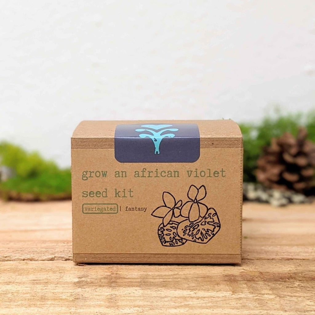 Grow an African Violet Seed Kit