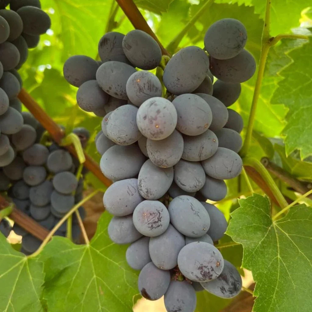 5pcs Jupiter Seedless Grape Cuttings – Unrooted Vitis vinifera, Sweet Red Table Grapes, Muscat Flavor, Easy to Grow, Backyard Vines