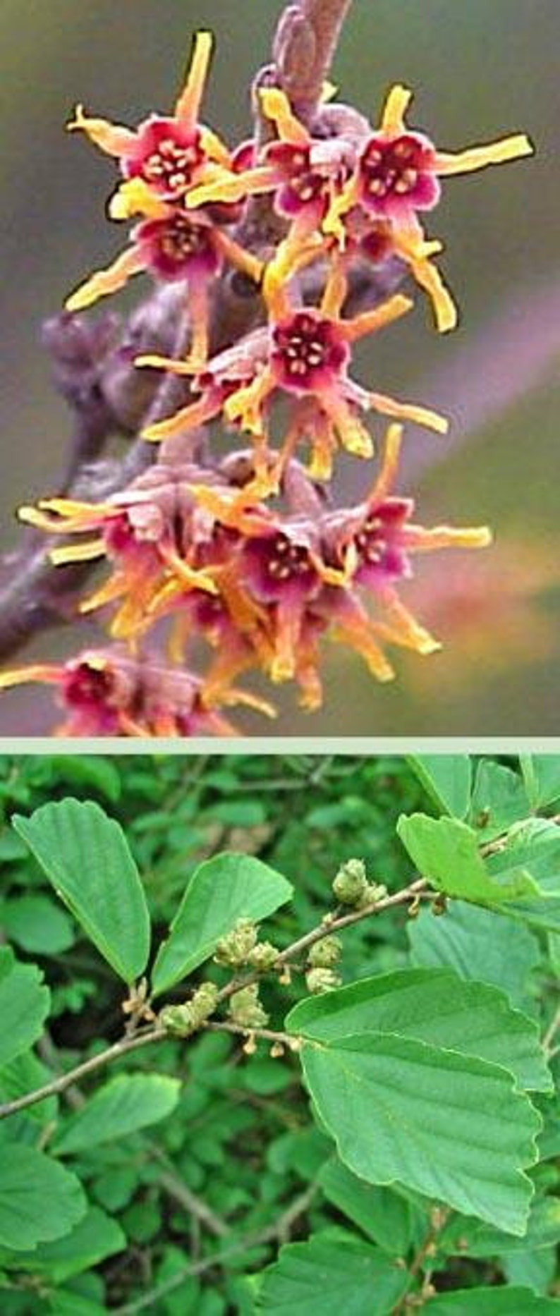 Witch Hazel Shrub 18-24" Yellow Flowers Hammamelis virginiana Unique Twisting Branches Fall Colors