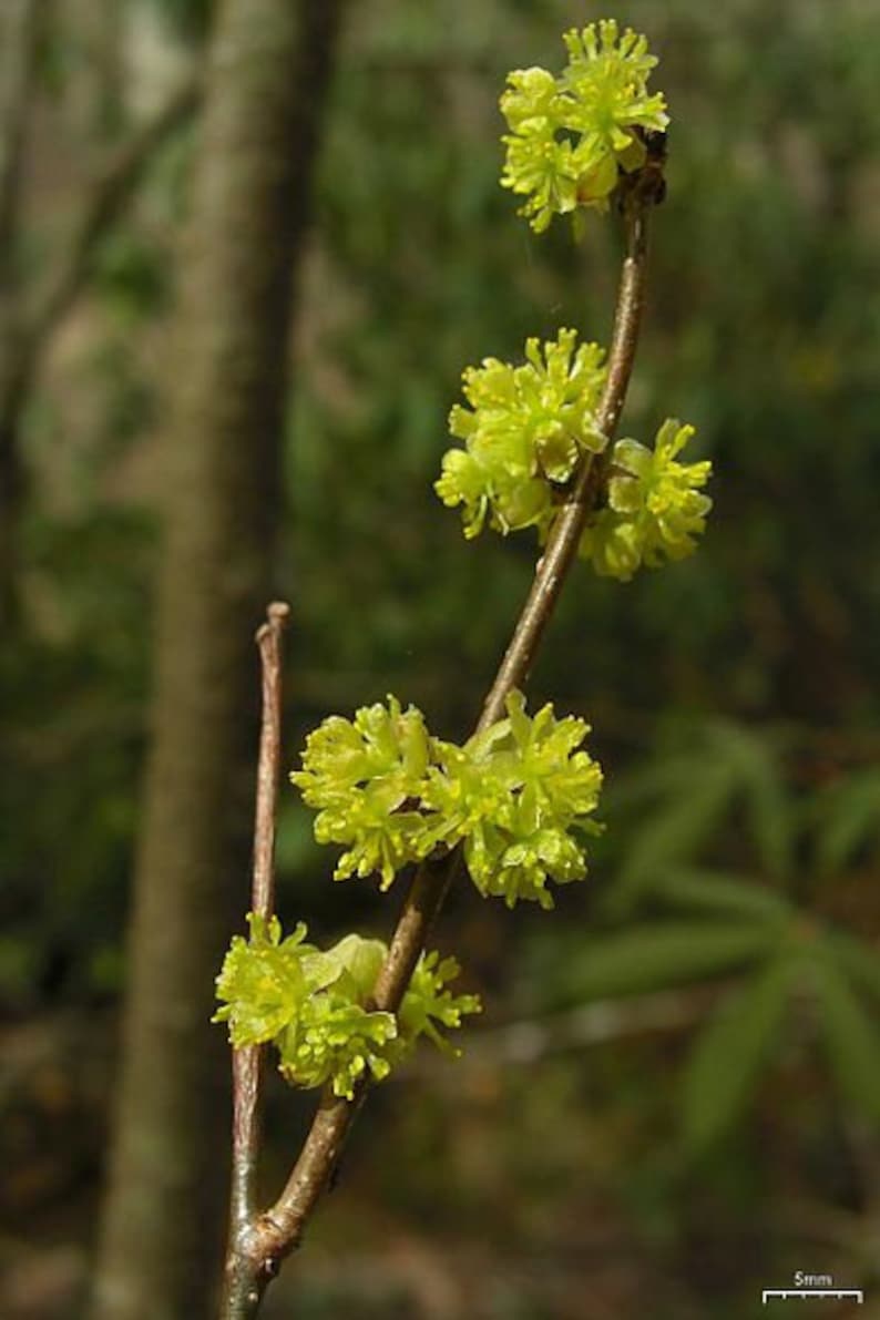 Spicebush Plants - 4" Containers, Lindera Benzoin, 2 Pack - Ideal for Moist Soil and Partial Shade