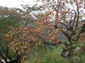 Persimmon Tree 4" Container Diospyros Virginiana Fruit Bearing, Disease Resistant, Bright Orange Foliage, Zones 4-7