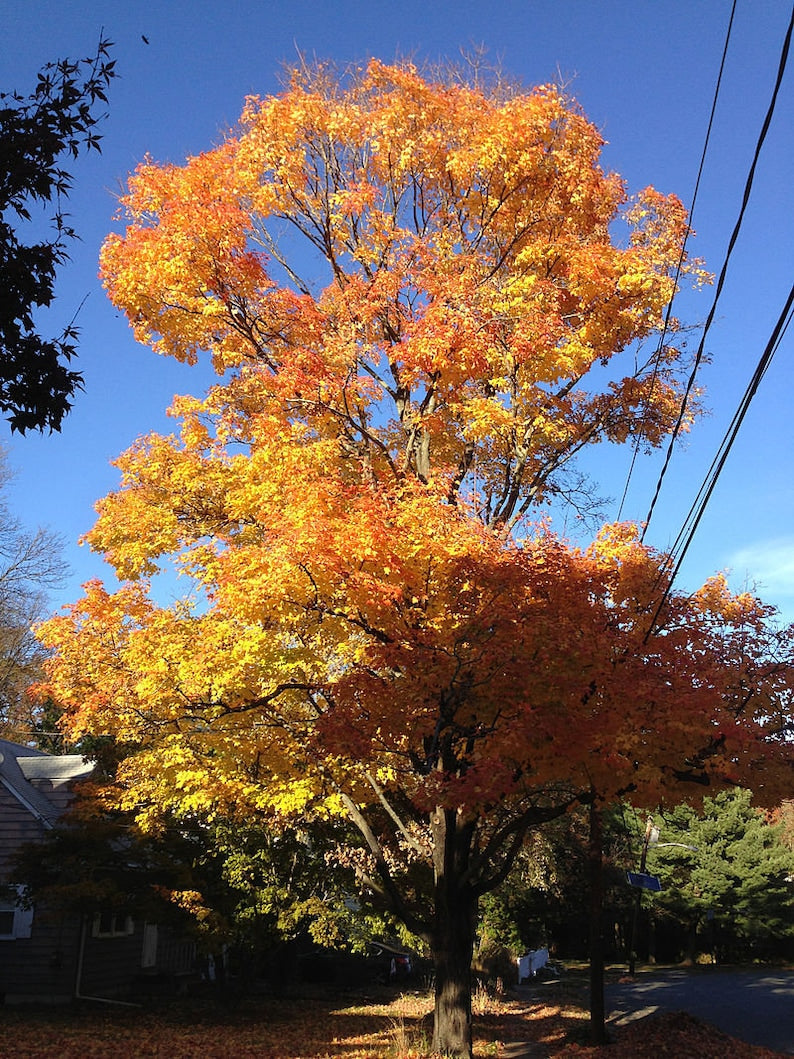 Sugar Maple Tree - 4" Container - Acer Saccharum - Perfect for Zones 3-8 - Ideal for Yards and Parks
