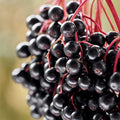 Elderberry Plants - 2 Pack 4" Container Sambucus Canadensis - 6-8" Height - Deciduous Shrub for Zones 3-9, Wildlife Friendly