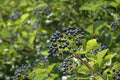 Chicago Lustre Viburnum Plants - 2 Pack - Viburnum dentatum - 4-6" in 3" Containers - Perfect for Garden or Hedge