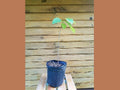 10 Pawpaw Trees 6"-12" - Asimina triloba - Live Seedlings for Wildlife & Fruit Production