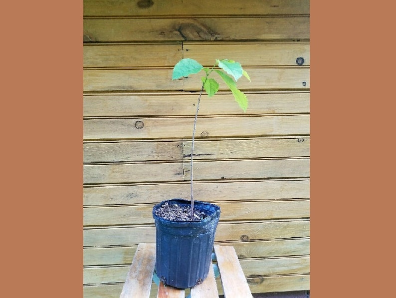 Pawpaw Trees - 5 Live Seedlings - Asimina triloba - 6" - 12" - Ideal for Wildlife and Fruit Production