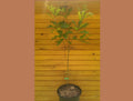 Pin Oak Trees Set of 5 - 6" - 12" - Quercus palustris - Live Outdoor Trees - Fast Growing Ornamental Shade